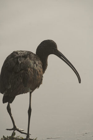 Thumbnail of Glossy Ibis